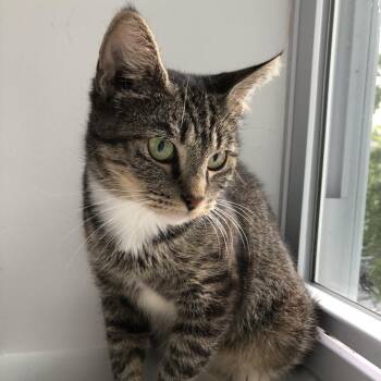 Mochi -  Domestic Short Hair Cat for Adoption in Fairfax Station, Virginia - Mochi | PetCurious