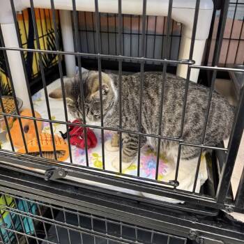 Rescue Domestic Short Hair Cats for Adoption in Columbus, North Carolina - Mimi | PetCurious