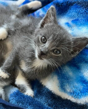 Rescue Domestic Short Hair Cats for Adoption in Homer Glen, Illinois - Mitzie | PetCurious