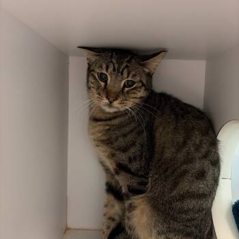 Rescue Domestic Short Hair Cats for Adoption in Lake Jackson, Texas - Hugh | PetCurious