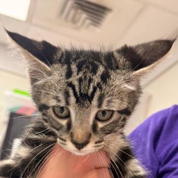 Domestic Short Hair Cats Available for Adoption in Evansville, Indiana - Glenn | PetCurious