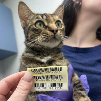 Pepitas -  Domestic Medium Hair Cat for Adoption in Charleston, West Virginia - Pepitas | PetCurious