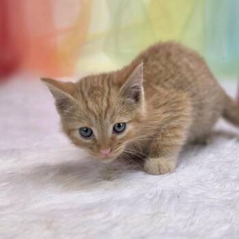 Dos-C -  Domestic Short Hair Cat for Adoption in East St. Louis, Illinois - Dos-C | PetCurious