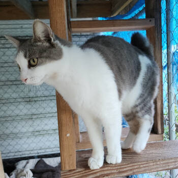 Rescue Domestic Short Hair Cats for Adoption in Williston, Florida - Minnie Manx | PetCurious