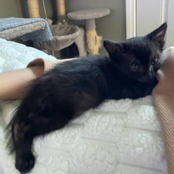 Percy -  Domestic Short Hair Cat for Adoption in Long Beach, California - Percy | PetCurious
