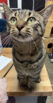 Rescue Domestic Short Hair Cats for Adoption in Hamburg, New York - Peppermint | PetCurious