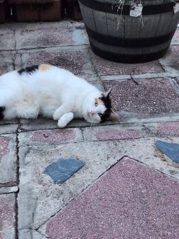 Domestic Short Hair Cats Available for Adoption - Sugar | PetCurious