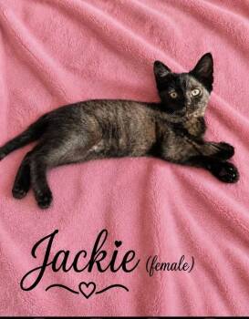 Jackie -  Domestic Short Hair Cat for Adoption in Elyria, Ohio - Jackie | PetCurious