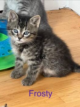 Domestic Short Hair Cats Available for Adoption - Frosty | PetCurious
