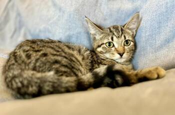 Rescue Domestic Short Hair Cats for Adoption in Alexandria, Minnesota - Starburst | PetCurious
