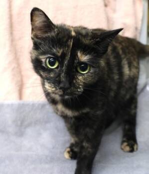 Domestic Short Hair Cats Available for Adoption - Gigi | PetCurious