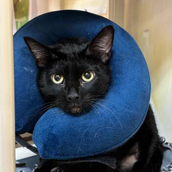 Hollow -  Domestic Medium Hair Cat for Adoption - Hollow | PetCurious