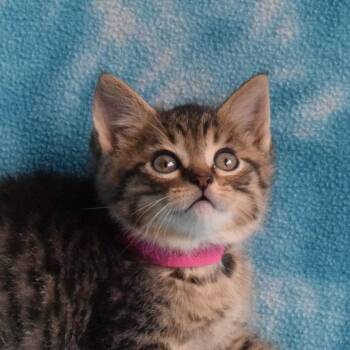 Domestic Short Hair Cats Available for Adoption in Eureka, California - Louis | PetCurious