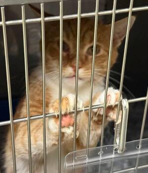 Thomas -  Domestic Short Hair Cat for Adoption in Sparta, North Carolina - Thomas | PetCurious
