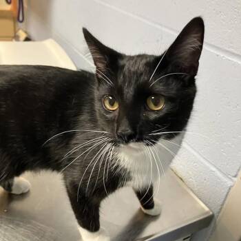 Scrappy -  Domestic Short Hair Cat for Adoption in Dekalb, Illinois - Scrappy | PetCurious