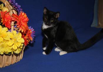 Betta (Neutered) -  Tuxedo and Domestic Short Hair Cat for Adoption in Marietta, Ohio - Betta (Neutered) | PetCurious