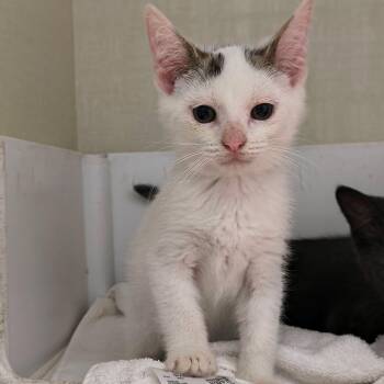 Lewis -  Domestic Short Hair Cat for Adoption in Saint Marys, Pennsylvania - Lewis | PetCurious