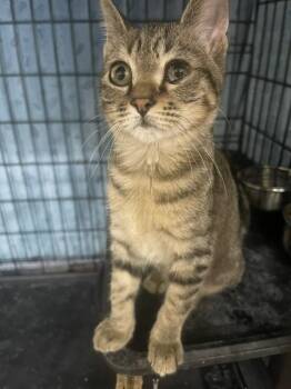 Ember (SH) -  American Shorthair Cat for Adoption in Schertz, Texas - Ember (SH) | PetCurious