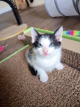 Dumpling -  Domestic Short Hair Cat for Adoption in Hardeeville, South Carolina - Dumpling | PetCurious