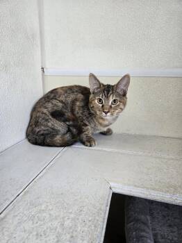Allie -  Calico Cat for Adoption in Maquoketa, Iowa - Allie | PetCurious