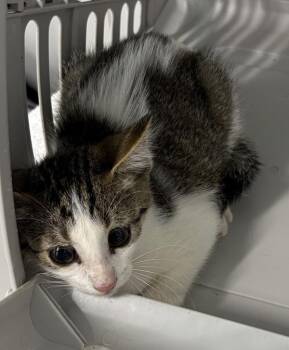 Nf20c Marko -  Domestic Short Hair Cat for Adoption in Lawrenceville, Georgia - Nf20c Marko | PetCurious