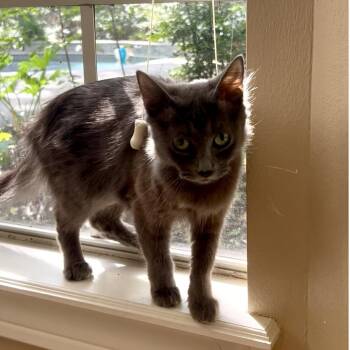 Luna -  Domestic Short Hair Cat for Adoption in Houston, Texas - Luna | PetCurious