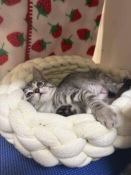 Pearl (Bonded with Crystal) -  Domestic Short Hair and Tabby Cat for Adoption in Oakland, California - Pearl (Bonded With Crystal) | PetCurious