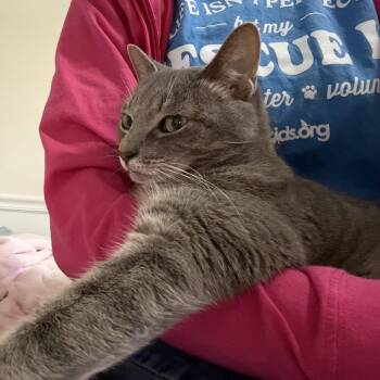 Blue 3 (aka Birdie) -  Domestic Short Hair Cat Available for Adoption in Cumming, Georgia - Blue 3 (aka Birdie) | PetCurious