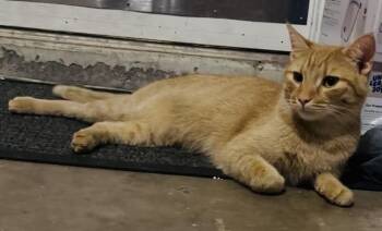 Domestic Short Hair Cats Available for Adoption in Chandler, Arizona - Sunny Angel | PetCurious