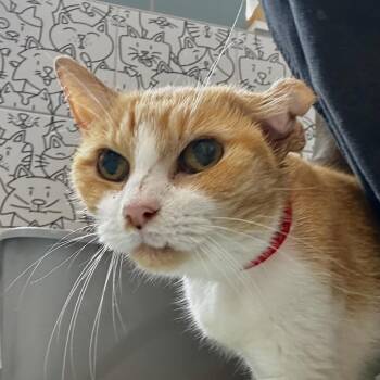 Phyllis -  Domestic Short Hair Cat for Adoption in Chicago, Illinois - Phyllis | PetCurious