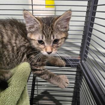 Domestic Short Hair Cats Available for Adoption in Waldorf, Maryland - Elmer Fudge | PetCurious