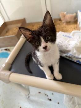 *INKY -  Domestic Short Hair Cat for Adoption in Woodland, California - *INKY | PetCurious