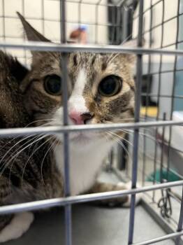 CHERRY -  Domestic Short Hair Cat for Adoption in Las Vegas, Nevada - CHERRY | PetCurious