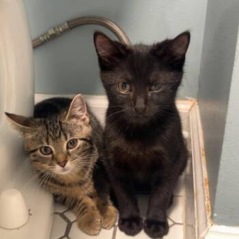 Pretzel -  Domestic Short Hair Cat for Adoption in Aspinwall, Pennsylvania - Pretzel | PetCurious