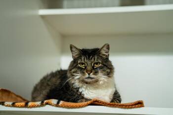 Jambalaya -  Domestic Long Hair Cat for Adoption in Morgantown, West Virginia - Jambalaya | PetCurious