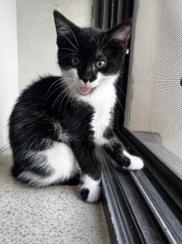 Domestic Short Hair Cats Available for Adoption in Toronto, Ontario - Harley | PetCurious