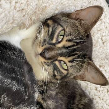 Bengal and Domestic Short Hair Cats Available for Adoption in Pickering, Ontario - Firefox (bonded With Bootsy) | PetCurious