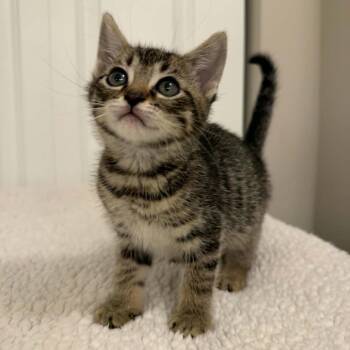 Domestic Short Hair Cats Available for Adoption in West Olive, Michigan - Nerds Gummy Cluster (Holland Cat Cove) | PetCurious