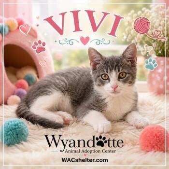 VIVI -  Domestic Short Hair Cat for Adoption in Wyandotte, Michigan - VIVI | PetCurious