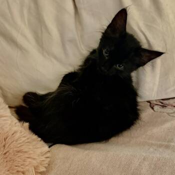 Teddy -  Domestic Short Hair Cat for Adoption in NEW PT RICHEY, Florida - Teddy | PetCurious