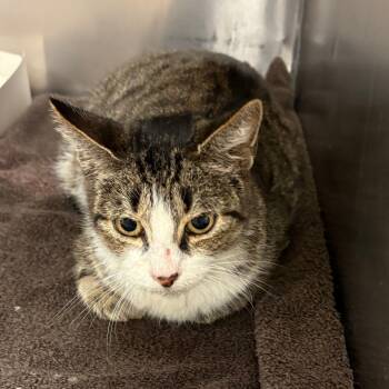 Rescue Domestic Short Hair Cats for Adoption in Royse City, Texas - Dottie | PetCurious