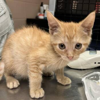 Akut -  Domestic Short Hair Cat for Adoption in Newport, North Carolina - Akut | PetCurious