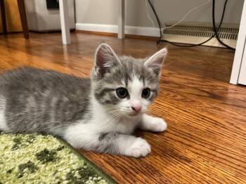 Domestic Short Hair Cats Available for Adoption in Cincinnati, Ohio - Sousaphone | PetCurious