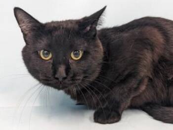 Mozzarella Stick -  Domestic Short Hair Cat for Adoption in Golden Valley, Minnesota - Mozzarella Stick | PetCurious