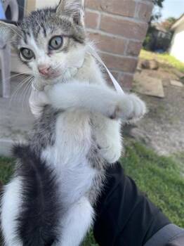 A659363 -  Domestic Short Hair Cat for Adoption in Houston, Texas - A659363 | PetCurious