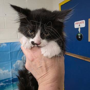 Domestic Long Hair Cats Available for Adoption in Eureka Springs, Arkansas - Luxray | PetCurious