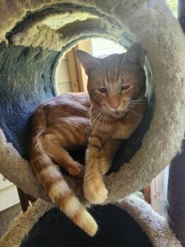 Simba -  Domestic Short Hair Cat for Adoption in Crossville, Tennessee - Simba | PetCurious