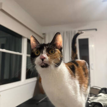 Rescue Domestic Short Hair Cats for Adoption in Escondido, California - Stevie Nicks | PetCurious