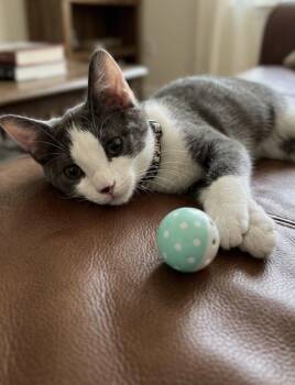 Jorge -  Domestic Short Hair Cat for Adoption in Coachella, California - Jorge | PetCurious