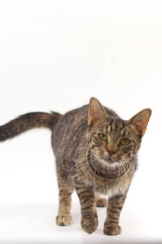 Rescue Domestic Short Hair Cats for Adoption in Morton Grove, Illinois - Tinsel | PetCurious